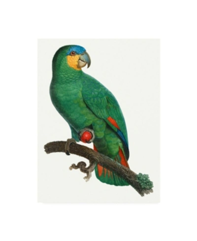 Trademark Global Barraband Parrot Of The Tropics I Canvas Art In Multi