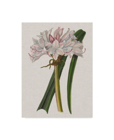 Trademark Global Naomi Mccavitt Crinium Lily I Canvas Art In Multi