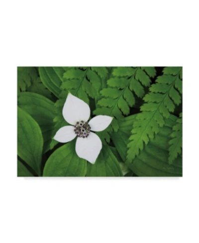 Trademark Global Alan Majchrowicz Bunchberry And Ferns I Color Canvas Art In Multi