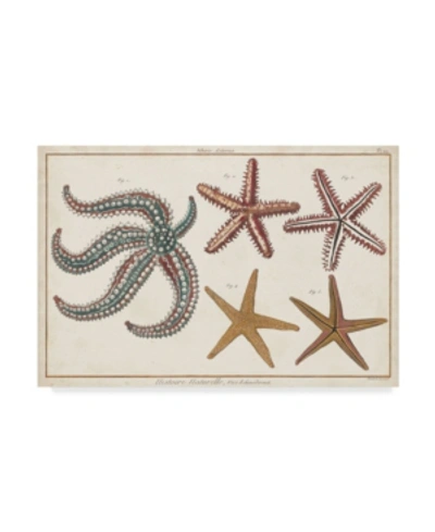 Trademark Global Denis Diderot Starfish Naturelle Ii Canvas Art In Multi
