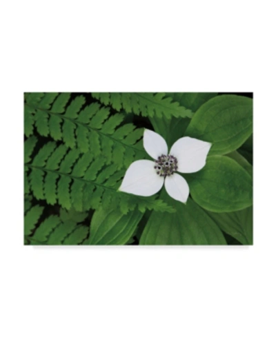 Trademark Global Alan Majchrowicz Bunchberry And Ferns Ii Color Canvas Art In Multi