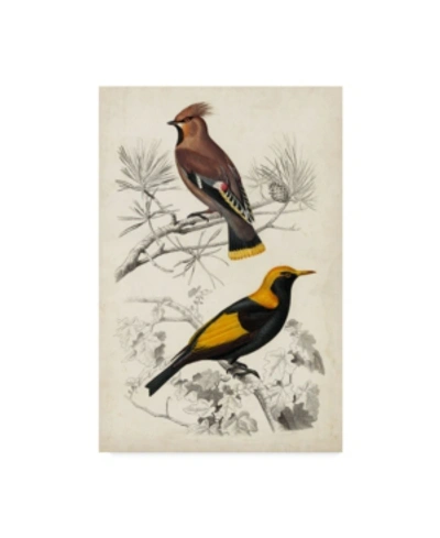Trademark Global M. Charles D'orbigny D'orbigny Birds V Canvas Art In Multi