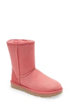 Ugg Classic Ii Genuine Shearling Lined Short Boot In Pink Blossom