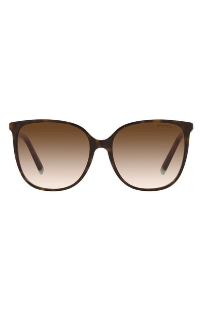 Tiffany & Co 57mm Gradient Square Sunglasses In Havana
