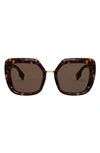 Burberry 53mm Square Sunglasses In Dark Havana/ Brown