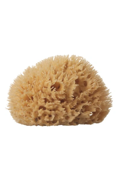 Well-kept Wool Sea Sponge In Beige Medium