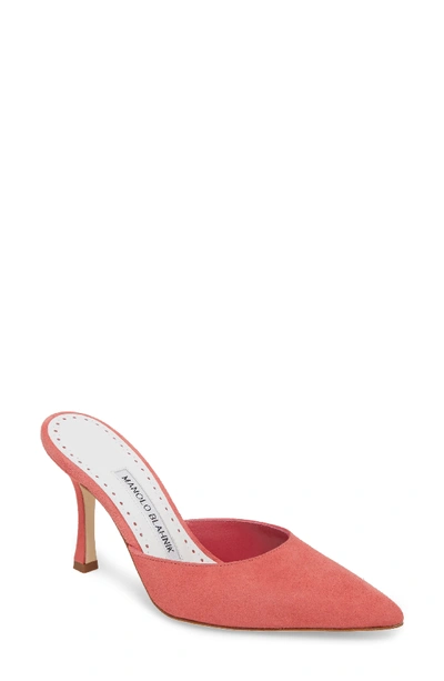 Manolo Blahnik Arriga Suede Mule Pump In Blush