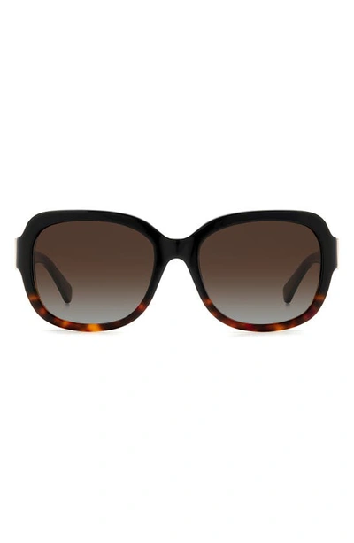 Kate Spade Laynes 55mm Gradient Sunglasses In Black Havana/ Brown Polar