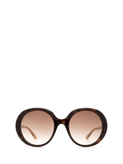 Chloé Ch0007s Havana Sunglasses