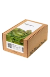 Click & Grow Smart Garden 30-pack Lettuce Plant Pods In Red Lettuce