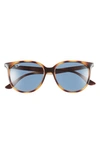 Ray Ban 54mm Square Sunglasses In Havana