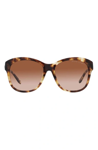 Ralph Lauren 55mm Round Sunglasses In Havana