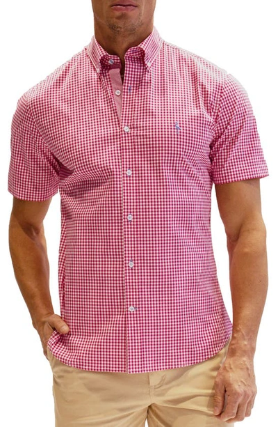 Tailorbyrd Gingham Short Sleeve Stretch Cotton Button-down Shirt In Fuchsia