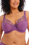 Elomi Charley Full Figure Underwire Plunge Bra In Pansy