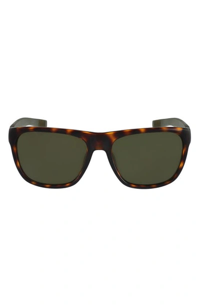 Lacoste 55mm Square Sunglasses In Dark Havana