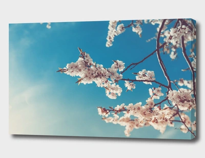 Curioos Spring Cherry Sakura White Flowers,toning