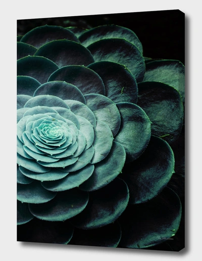 Curioos Darkside Of Succulents V-3