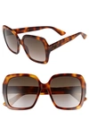 Gucci Square Bee & Logo Acetate Sunglasses In Havana/ Brown