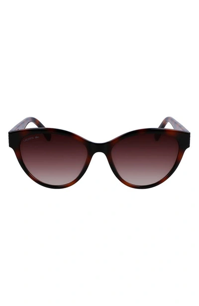 Lacoste 55mm Gradient Cat Eye Sunglasses In Tortoise