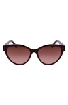 Lacoste 55mm Gradient Cat Eye Sunglasses In Burgundy