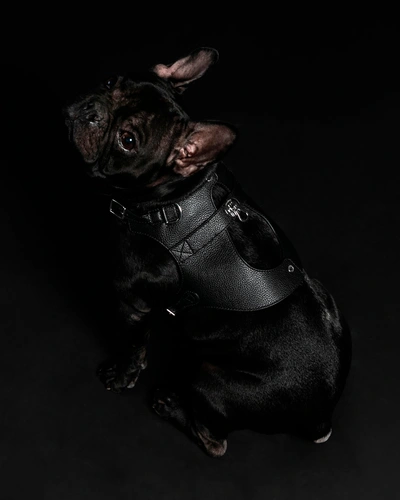 Pagerie Noir Colombo Dog Harness Leather In Black
