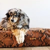 Le Dog Company Leather Dog Bed In Python