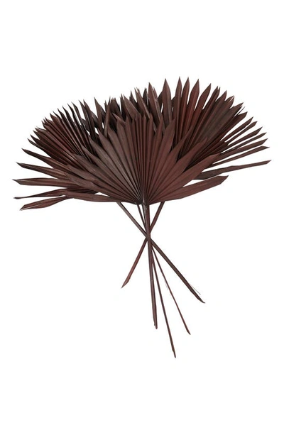 Uma Dried Pampas Grass In Dark Brown