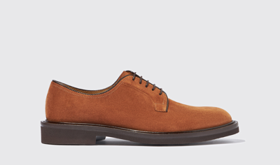 Scarosso Harry Snuff Suede Derby Shoes In Brown - Suede