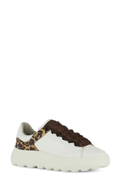 Geox Spherica Sneaker In White/ Brown