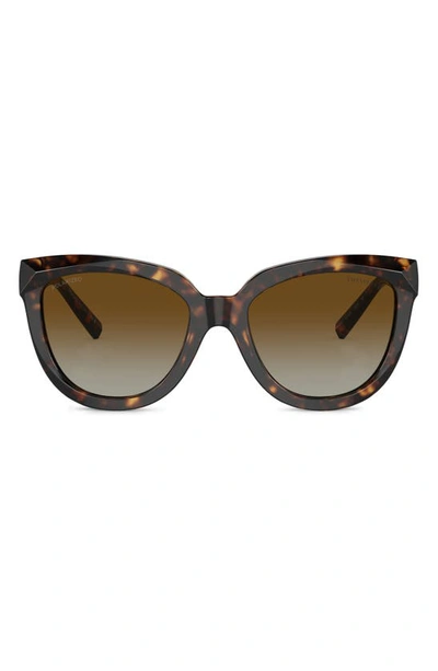Tiffany & Co 53mm Gradient Polarized Cat Eye Sunglasses In Havana