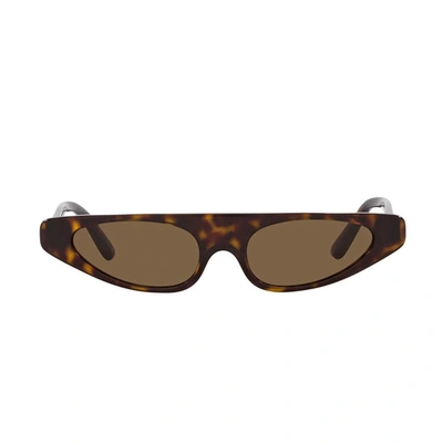 Dolce & Gabbana Dg4442 Re-edition Sunglasses In Brown