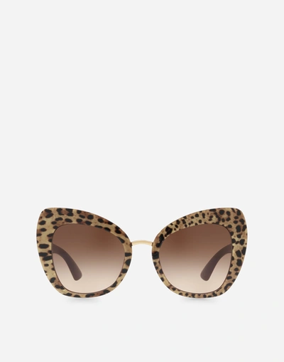 Dolce & Gabbana Print Family Sunglasses In Leo Print