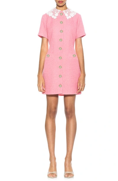 Alexia Admor Grady Lace Collar Short Sleeve Tweed Dress In Pink