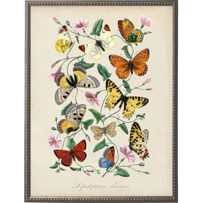 Antique Curiosities Vintage Butterflies And Flower Print On A Distressed Background In Frame In Neutral