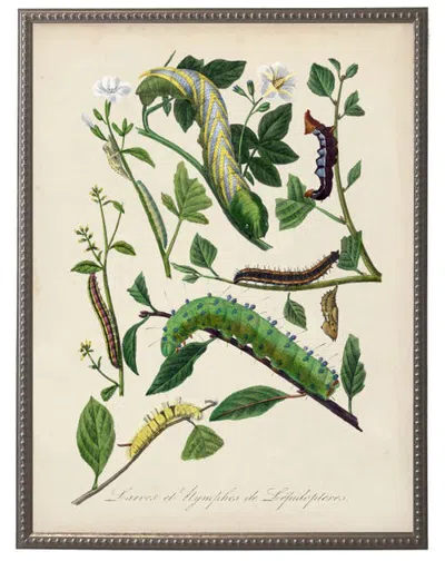 Antique Curiosities Vintage Caterpillar And Flower Print On A Distressed Background In Frame In Green