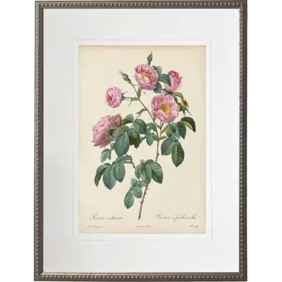 Antique Curiosities Vintage Pink Rose Print Matted In A Cream Mat In A Beaded Pewter Frame Sized In White
