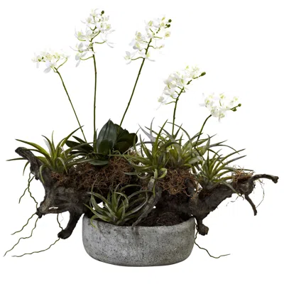 Ashley Orchid And Succulent Garden With Driftwood Decorative Vase In White/green