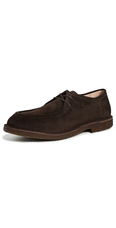 Astorflex Artflex Suede Lace Up Shoes Dark Chestnut In Brown