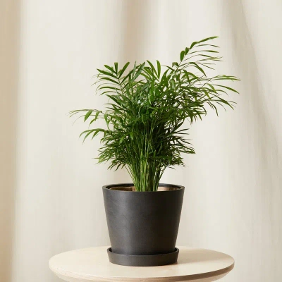 Bloomscape Parlor Palm In Black