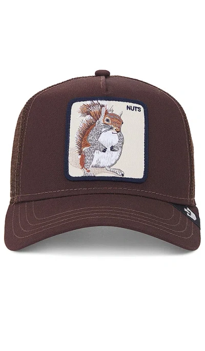 Goorin Brothers The Nuts Squirrel Hat In 棕色