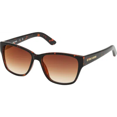 Harley-davidson Cat Eye Acetate Sunglasses In Brown