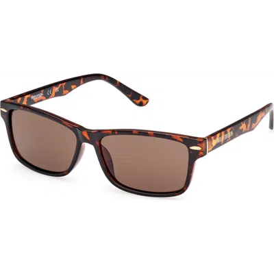 Harley-davidson Rounded Rectangular Acetate Sunglasses In Brown