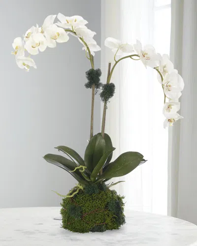 Ndi Phalaenopsis Orchid 25" Faux Floral Arrangement In Moss Ball In Green