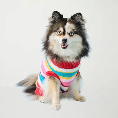 North Pole Trading Co . Dog Striped Sweater In Red