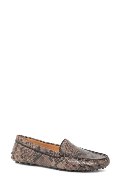 Patricia Green Jill Piped Driving Shoe In Animal Print