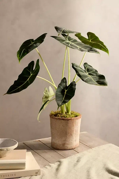 Terrain Alocasia 'frydek' In Multi
