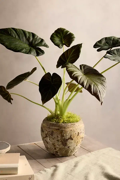 Terrain Alocasia 'regal Shield' In Neutral