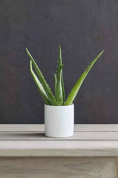 Terrain Aloe Plant, White Ceramic Pot