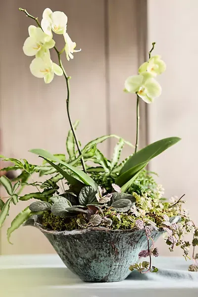 Terrain Aluminum Lotus Bowl Planter In Multi