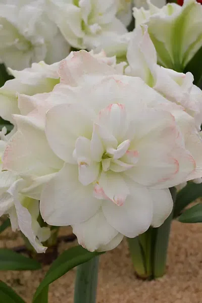 Terrain Amaryllis ‘polar Belle' Bulb In White
